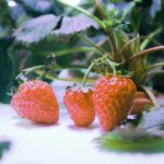 strawberry-4918196_1280 (1)