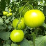 tomatoes-941667_640 (1)
